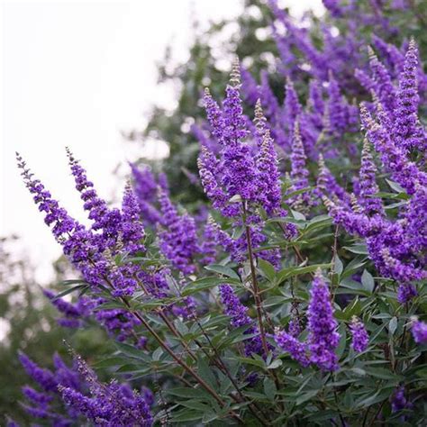 piperul calugarului|Copacul castității (Vitex agnus